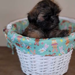 Simba AKC Champion Bloodline - Brindle Shih Tzu puppy in Kings Mountain, North Carolina from Britany's Shih Tzus