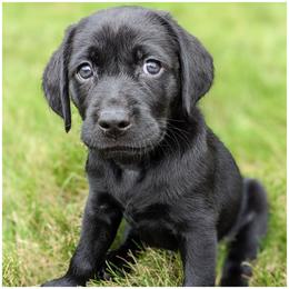 Goldendoodle, Labradoodle, Labrador Retriever, Poodle, and Sheepadoodle Puppies from Apple Creek Doodles
