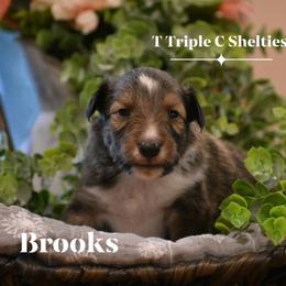 Brooks- Red collar - Sable and white male Shetland Sheepdog puppy in Gladbrook, Iowa from T Triple C Shelties