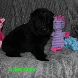Green male - Black male German Shepherd puppy in Ann Arbor, Michigan from Von Der Havier German Shepherds