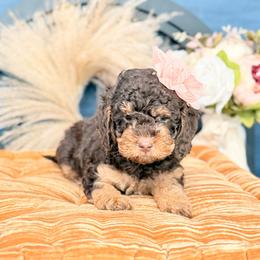 Bell - Chocolate female Australian Labradoodle puppy in Taylor, Michigan from Mi Best Doodle Ever, LLC