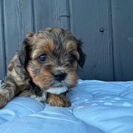 Tootsie Roll - Brown female Shihpoo puppy in Rush, New York from Care Bear Puppies