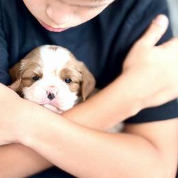 Cavalier King Charles Spaniel Puppies from Hill country cavaliers