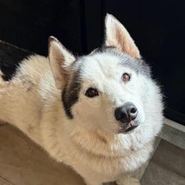 Swayze - Siberian Husky