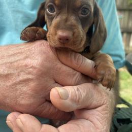 Cooper - Chocolate and tan male Dachshund puppy in Houston, Texas from Individual