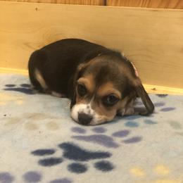 Beagle Puppies from Beech Grove Beagles