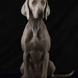 Nala - Weimaraner