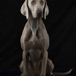 Nala - Weimaraner