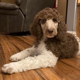 Cavapoo and Poodle Puppies from Mumma’s Standard Poodles