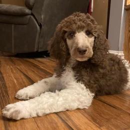 Cavapoo and Poodle Puppies from Mumma’s Standard Poodles