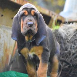 American Bully and Bloodhound Puppies from Blue Collar Kennelz Bloodhounds and American Bullies