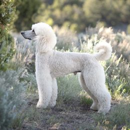 Wickham - Poodle