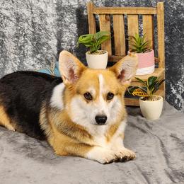 Monday - Pembroke Welsh Corgi