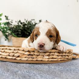 Princeton - Parti male Goldendoodle puppy in Pleasant Grove, Utah from Destination Doodles