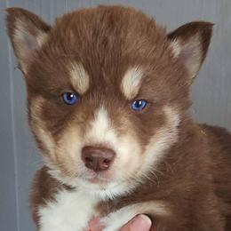 Red collar boy - Red and white male Siberian Husky puppy in Terre Haute, Indiana from April's Huskies