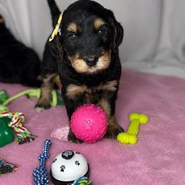 Duchess - Phantom female Goldendoodle puppy in Glendale, Arizona from CocoLove Doodles