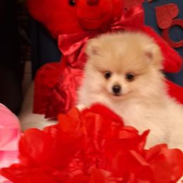 Abigail - Cream female Pomeranian puppy in Tampa, St Petersburg, Florida from Diana's Pomeranians
