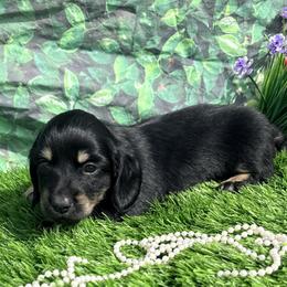 Bailey - Black and tan female Dachshund puppy in Chelsea, Oklahoma from Elite Puppies of Oklahoma, LLC