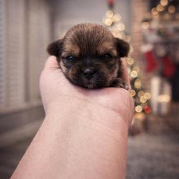 Brownie - Gold male Shorkie puppy in Midland, Texas from Southern Yorkie Pies