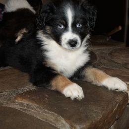 Australian Shepherd Puppies from Pole Canyon Australian Shepherds