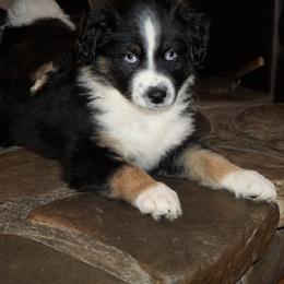 Australian Shepherd Puppies from Pole Canyon Australian Shepherds