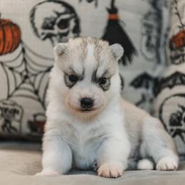 Morrigan - Gray and white female Siberian Husky puppy in Front Royal, Virginia from North River Siberians