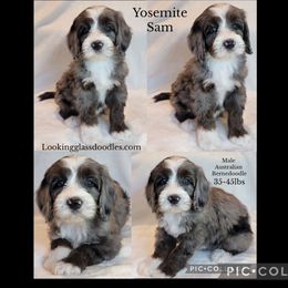 Yosemite Sam - Blue merle male Bernedoodle puppy in Roseburg, Oregon from Lookingglass Doodles