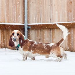 Tex - Basset Hound