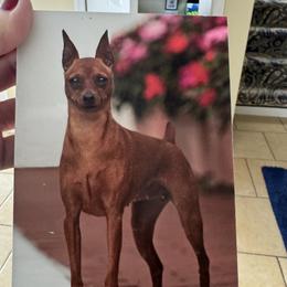 Miniature Pinscher All Grown Up from Kimro Miniature Pinschers