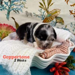 Coppertone - Blue merle female Australian Shepherd puppy in El Dorado Springs, Missouri from OR Aussies