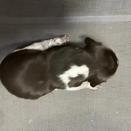 Girl 3 - female German Shorthaired Pointer puppy in Beaverdam, Virginia from Harts Hill Kennel