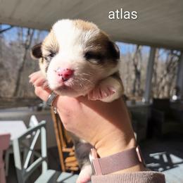 Atlas - Red and white male American Corgi puppy in Centerville, Tennessee from Katerina's American Corgis