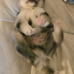 Pomsky Puppies from Pomskies of Vermont