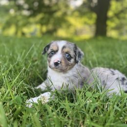 Maggie - Blue merle female Miniature Australian Shepherd puppy in Stuart, Virginia from Apple Tree Mini Aussies