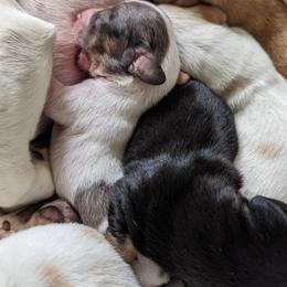 Dachshund Puppies from Ferrario Dachshunds