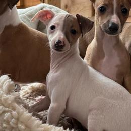 Boy 6 - Red fawn male Italian Greyhound puppy in North Carolina from Celtic Sighthounds