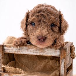 Green - Sable male Aussiedoodle puppy in Byron, Georgia from Southern Olive Doodles 🫒