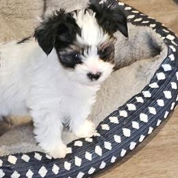 Milo - Parti male Yorkshire Terrier puppy in Duncan, South Carolina from Sonshine Yorkies