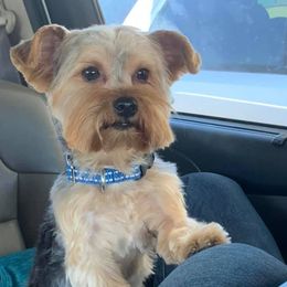 Yorkshire Terriers from Amber's Yorkies