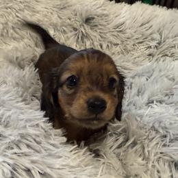 Dachshunds from SunnySeaDachs