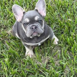 Lily - Liver female French Bulldog puppy in Palm Coast, Florida from Calypso Island French Bulldogs