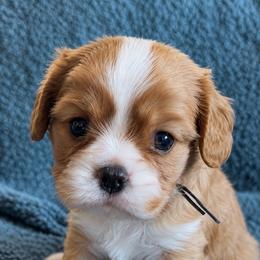 Ollie - Blenheim male Cavalier King Charles Spaniel puppy in Greensboro, North Carolina from Hyde Park Cavaliers
