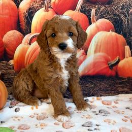 Zeena - Red female Cavapoo puppy in Lebanon, Missouri from Danielle’s Doodles