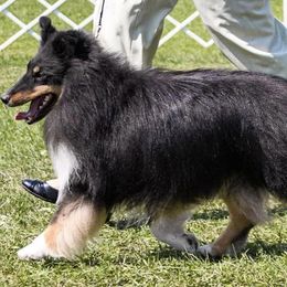Shetland Sheepdogs from Alinost