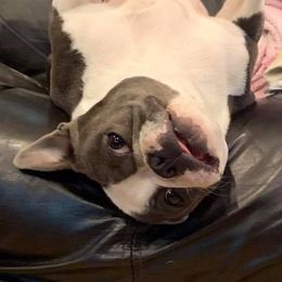 Boston Terriers from Burr Oak Bostons