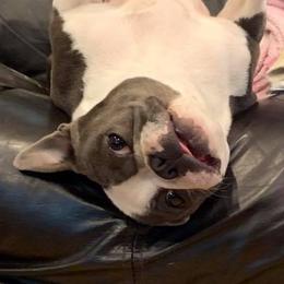 Boston Terriers from Burr Oak Bostons
