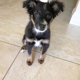 Pembroke Welsh Corgi and Toy Australian Shepherd Puppies from Double Bar H Corgis & Aussies