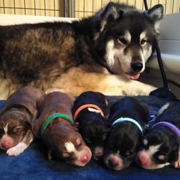 Siberian Husky Puppies from Clover's Legacy Siberians