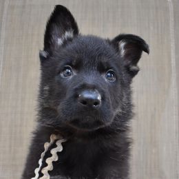 Grey Collar Boy - Bi-color male German Shepherd puppy in Grants Pass, Oregon from Granville German Shepherds