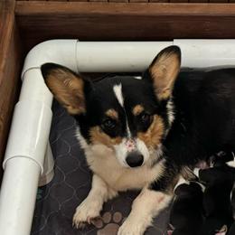 Bitty - Pembroke Welsh Corgi